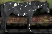 Horse Color:White Spotted Black