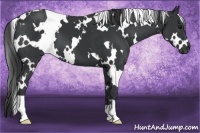 Horse Color:White Spotted Black 