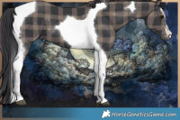 Horse Color:Plaid Black Tobiano