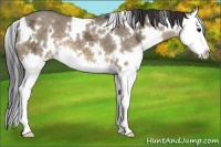 Horse Color:White Spotted Buckskin Ice Dun Splash 