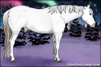 Horse Color:Liver Chestnut Appaloosa