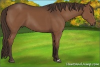 Horse Color:Liver Chestnut