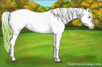 Horse Color:Watercolor Liver Chestnut Splash Appaloosa 