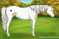 Horse Color:Palomino Dun Splash Tobiano