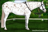 Horse Color:Red Roan Splash Appaloosa