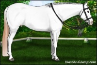 Horse Color:Bay Leopard 