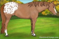 Horse Color:Chestnut Sabino Appaloosa