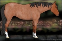 Horse Color:Bay Roan 