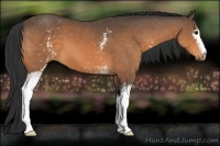 Horse Color:White Spotted Buckskin