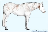 Horse Color:White Spotted Silver Brown Roan Splash 