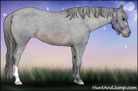 Horse Color:Brown Appaloosa 
