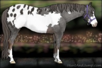 Horse Color:Liver Chestnut Frame Appaloosa