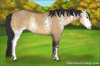 Horse Color:White Spotted Buckskin Dun 