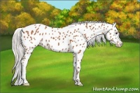 Horse Color:Silver Bay Appaloosa