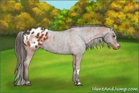 Horse Color:Bay Appaloosa  and Liver Chestnut Appaloosa 