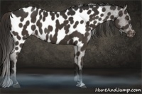 Horse Color:Liver Chestnut Near Leopard 