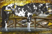 Horse Color:White Spotted Liver Chestnut Rabicano 