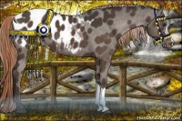 Horse Color:Liver Chestnut Appaloosa 