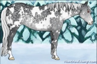 Horse Color:White Spotted Silver Black Chinchilla Sabino 