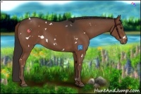 Horse Color:White Spotted Liver Chestnut 