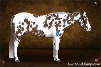 Horse Color:Liver Chestnut Sabino Splash Tobiano Appaloosa 