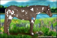 Horse Color:White Spotted Liver Chestnut 