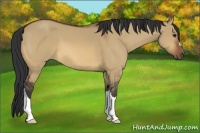 Horse Color:Bay Dun