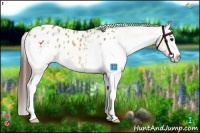 Horse Color:White Spotted Brown Dun Splash Appaloosa