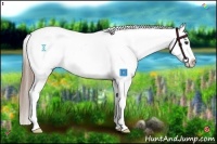 Horse Color:White Spotted Liver Red Dun Blanket 