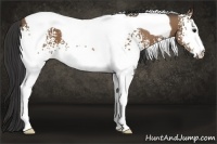 Horse Color:White Spotted Buckskin Tobiano 