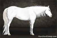 Horse Color:Perlino Splash Tobiano Appaloosa 