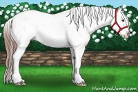 Horse Color:Bay Varnish Rabicano 