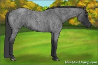 Horse Color:Blue Roan
