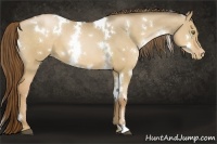 Horse Color:White Spotted Liver Red Dun Pearl