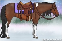 Horse Color:Bay Tobiano 