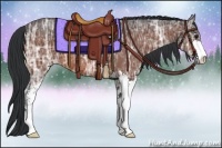 Horse Color:Bay Ice Sabino 