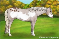 Horse Color:Chestnut Frame Appaloosa 
