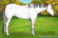Horse Color:Buckskin Tobiano Near Fewspot 