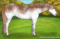 Horse Color:White Spotted Chestnut Rabicano 