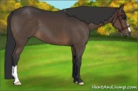 Horse Color:Brown 