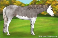 Horse Color:Liver Red Roan Splash