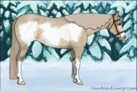 Horse Color:Chocolate Palomino Roan Dun Sabino Splash Frame 
