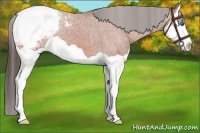 Horse Color:Bay Splash Snowcap 