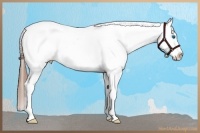 Horse Color:Red Dun Roan Splash Appaloosa 