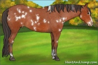 Horse Color:White Spotted Bay Sabino Appaloosa Rabicano 