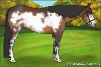 Horse Color:Bay Sabino Frame