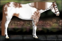 Horse Color:White Spotted Chestnut Frame