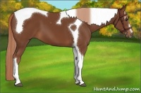 Horse Color:Chestnut Sabino Tobiano
