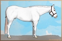 Horse Color:Bay Roan Dun Splash Tobiano Frame Varnish 