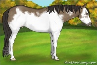 Horse Color:Liver Red Dun Sabino Splash Frame
